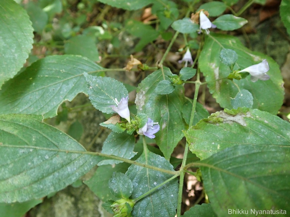 Strobilanthes adenophora Nees